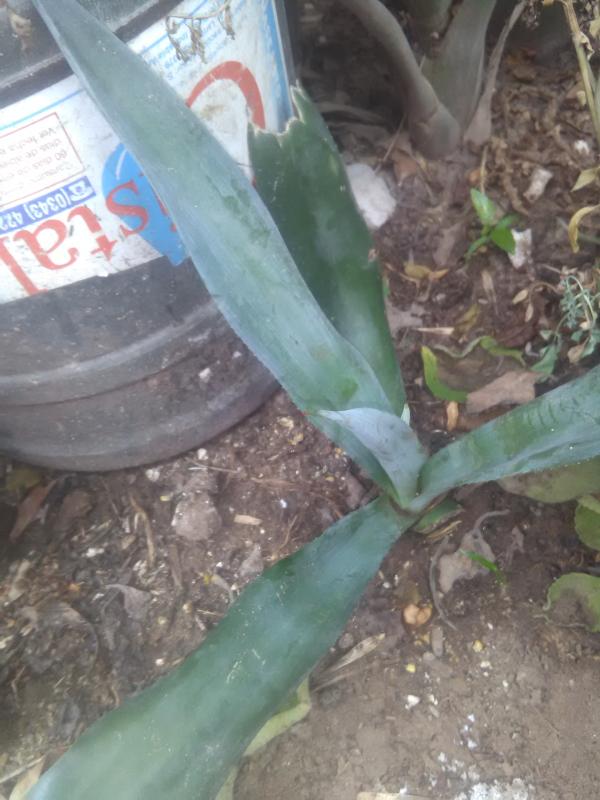 10 TIPOS de ALOE VERA Nombres características y fotos