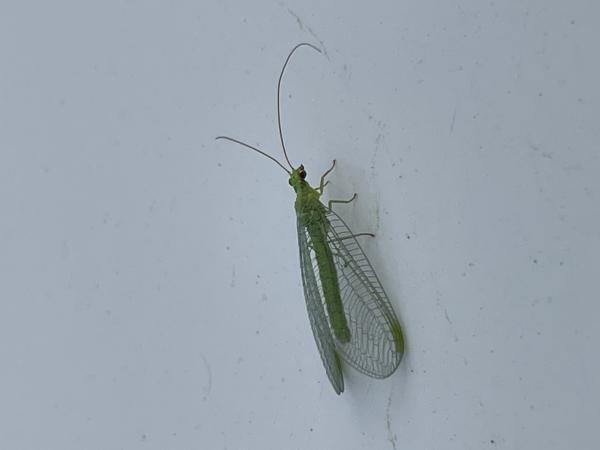 Insectos Voladores Tipos Y Nombres Con Fotos