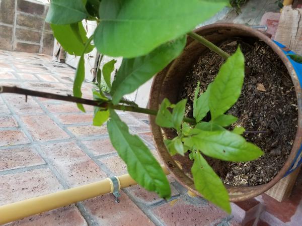 Cuidados Del Aguacate En Maceta Gu A Pr Ctica