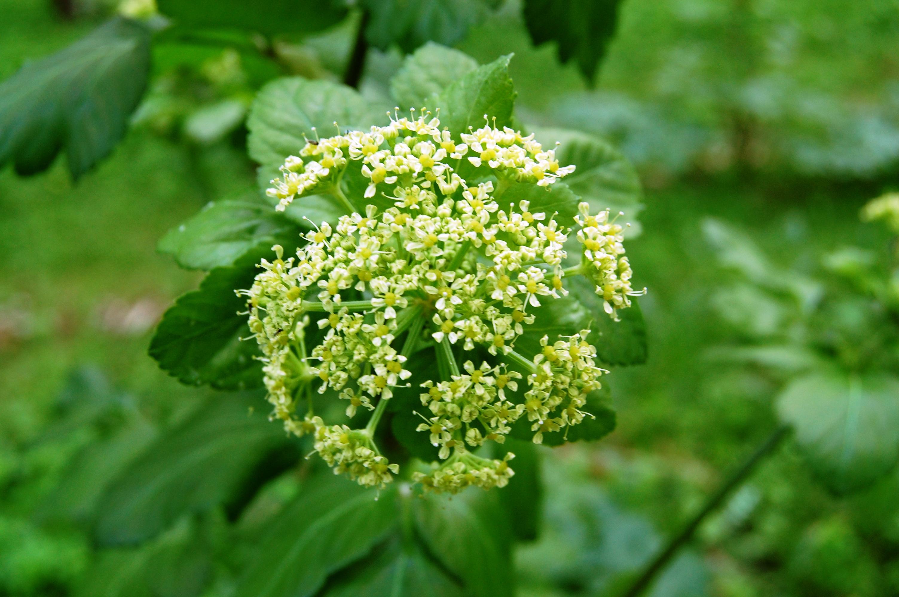 15 Plantas Silvestres Comestibles Nombres Y FOTOS