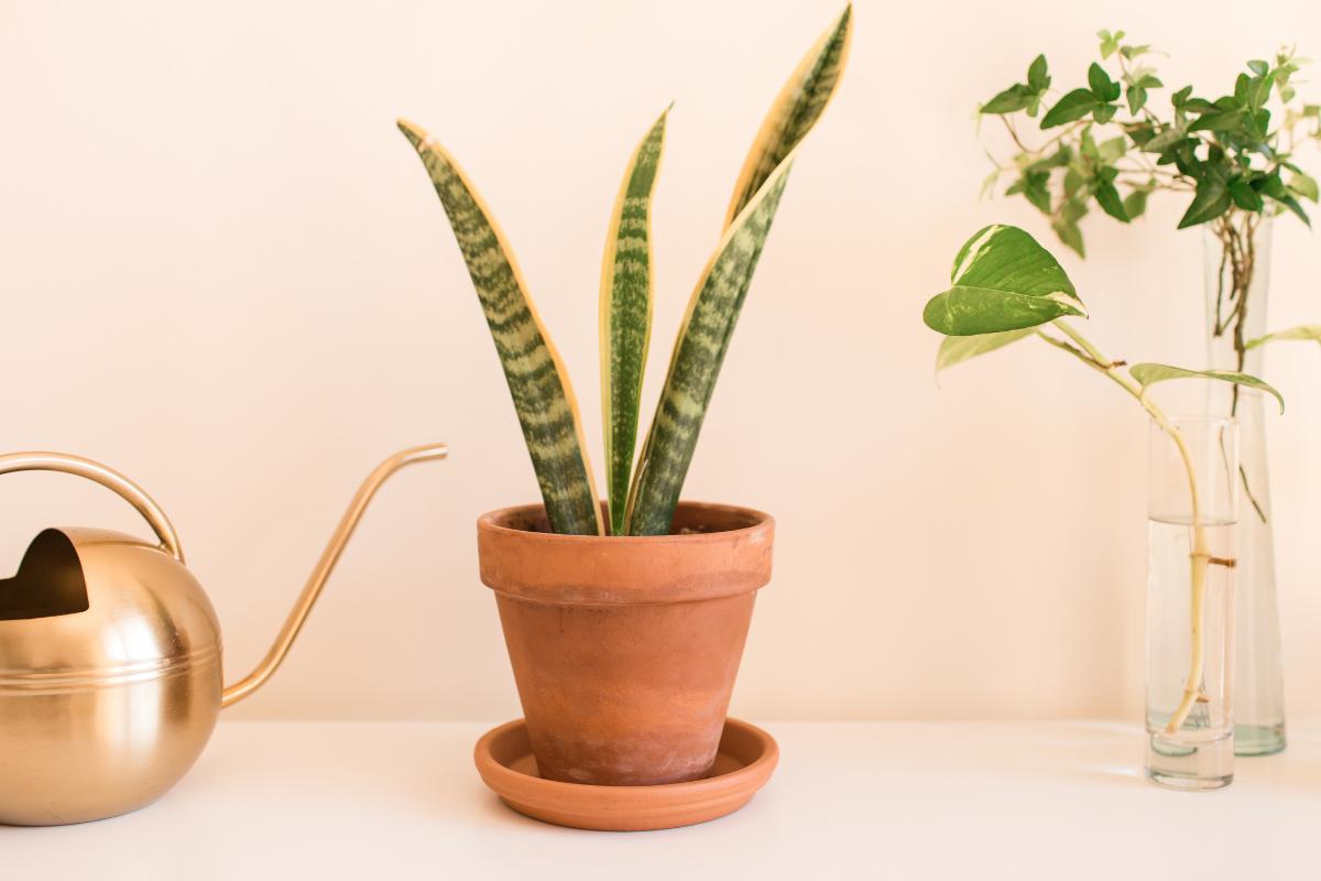 25 Plantas De Interior Resistentes Y Duraderas Nombres Y Fotos