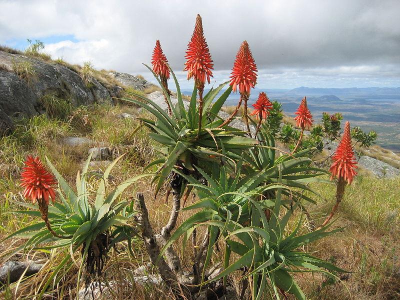 10 TIPOS de ALOE VERA Nombres características y fotos