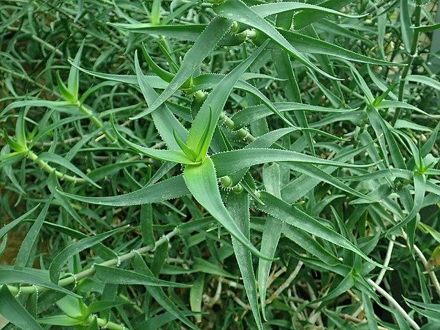 Tipos De Aloe Vera Nombres Caracter Sticas Y Fotos