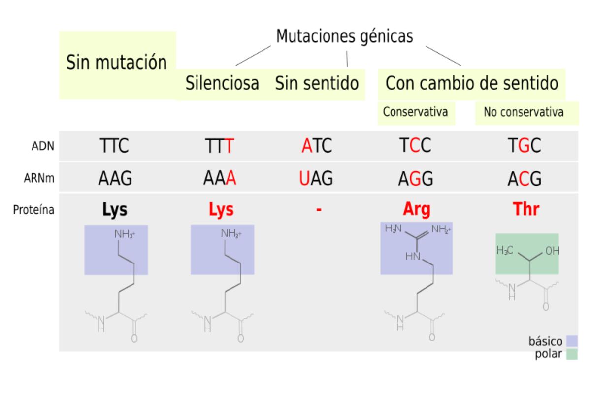Mutaciones Gen Ticas Ejemplos Y Definici N Resumen The Best Porn