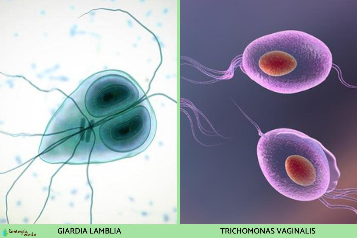 Reino Protista Qu Es Caracter Sticas Clasificaci N Ejemplos Hot Sex