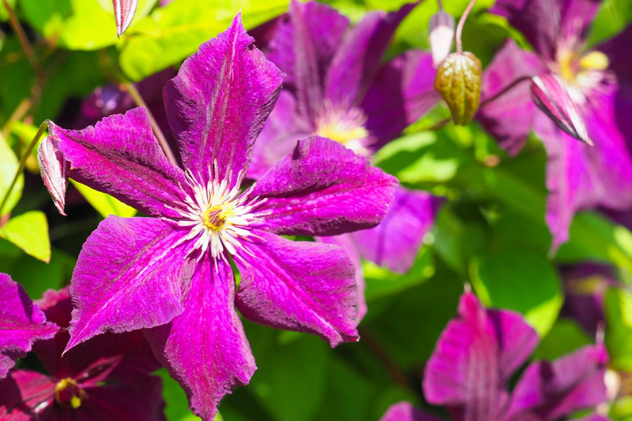 Clematis cuidados Guía completa