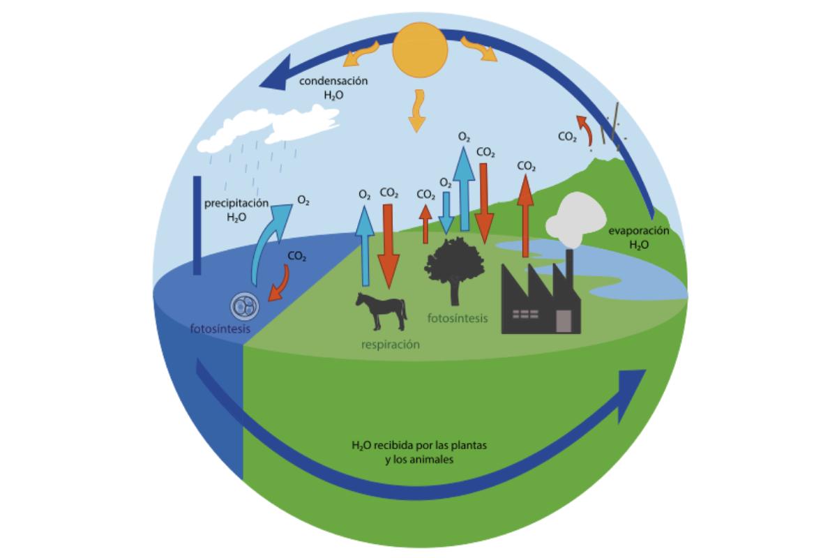 Qu Es El Ciclo Hidrol Gico Etapas E Importancia Resumen Y V Deo