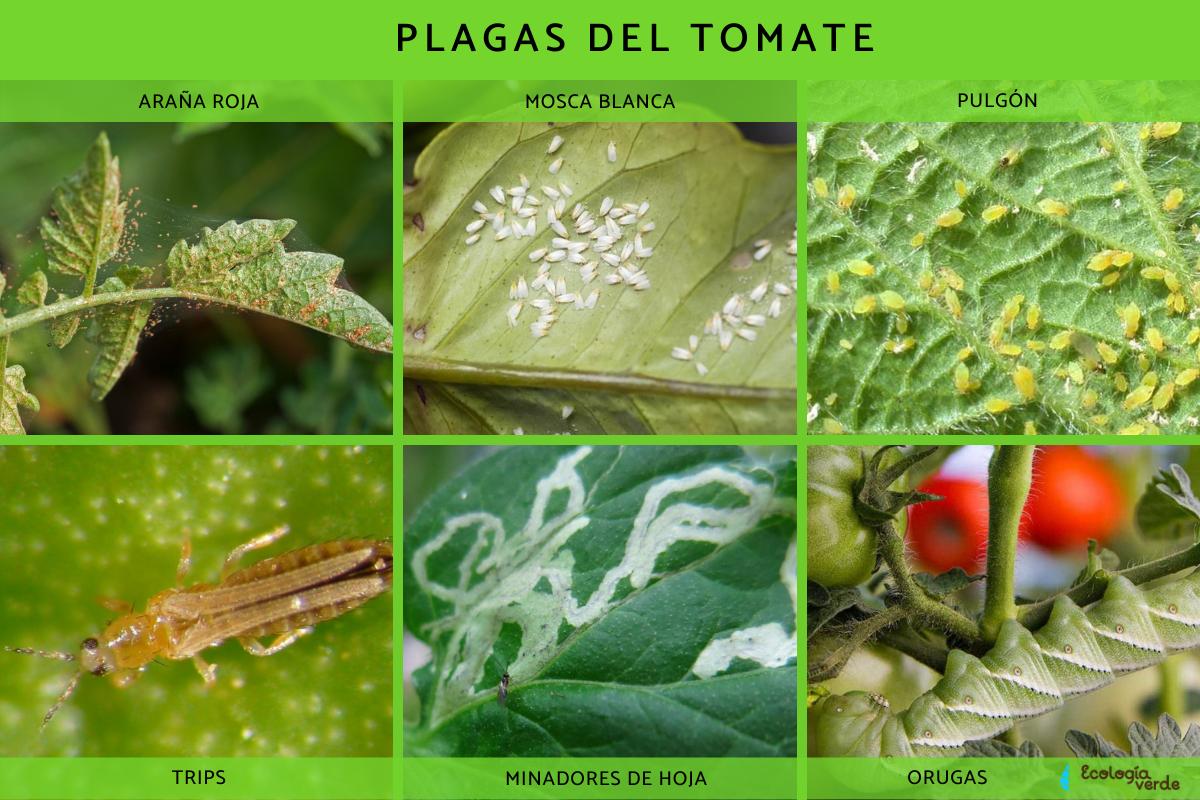 Enfermedades del tomate Guía completa con FOTOS