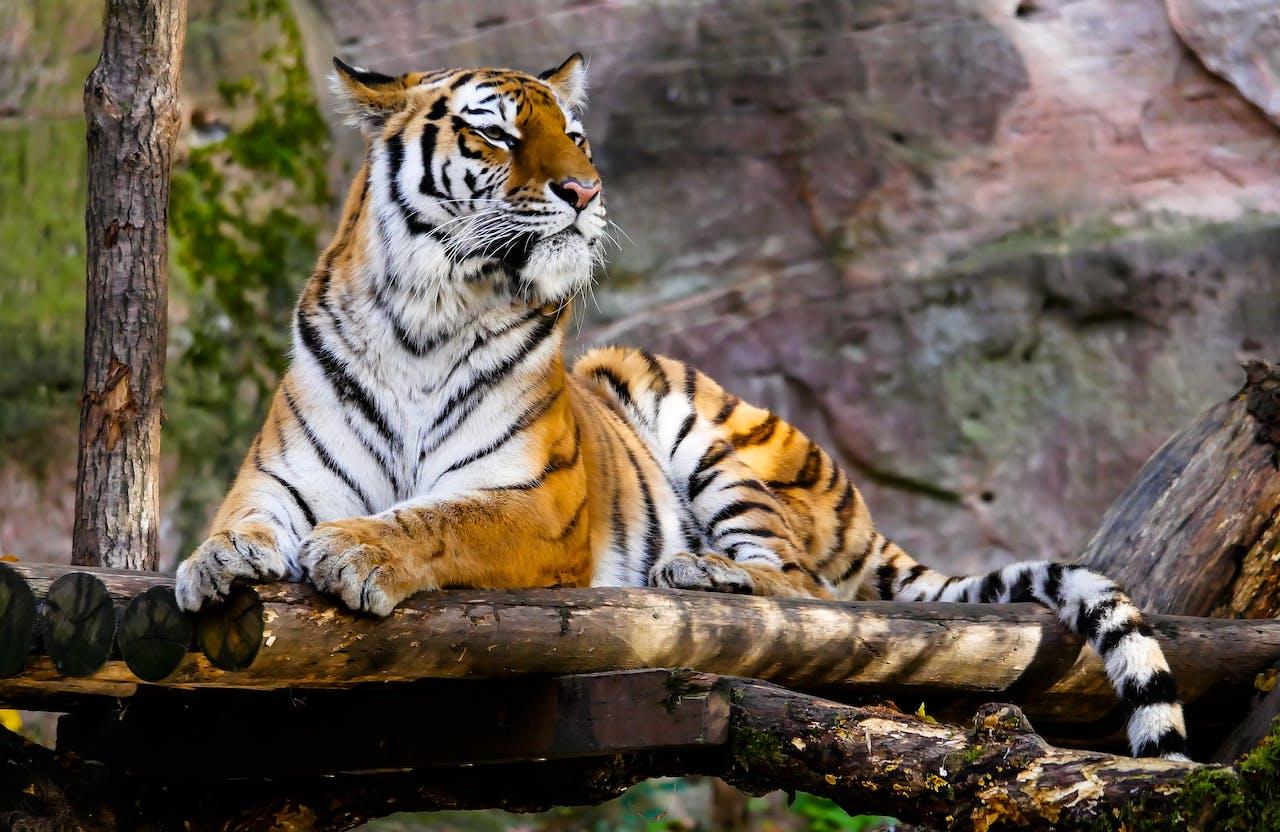 6 Tipos De Tigres Nombres Y Fotos