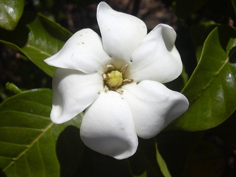 Cuidados De La Gardenia Gu A B Sica Y Pr Ctica