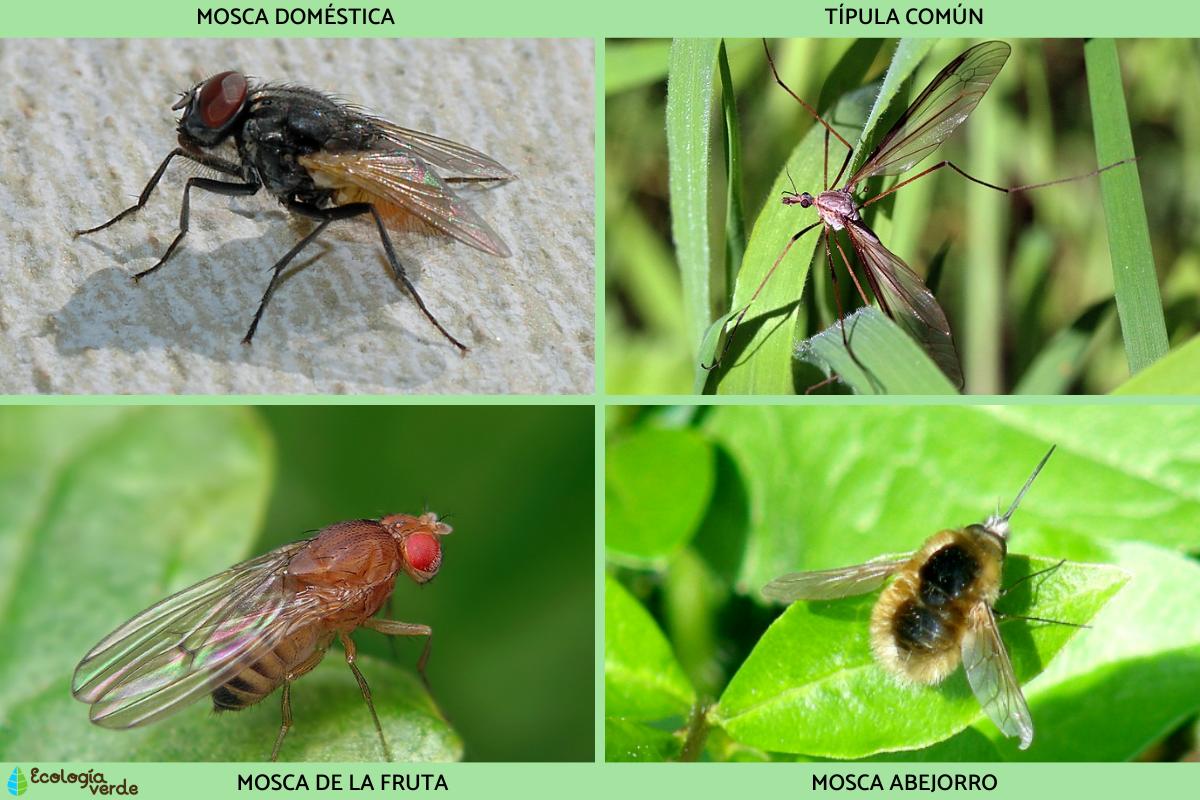 Insectos Voladores Tipos Y Nombres Con Fotos