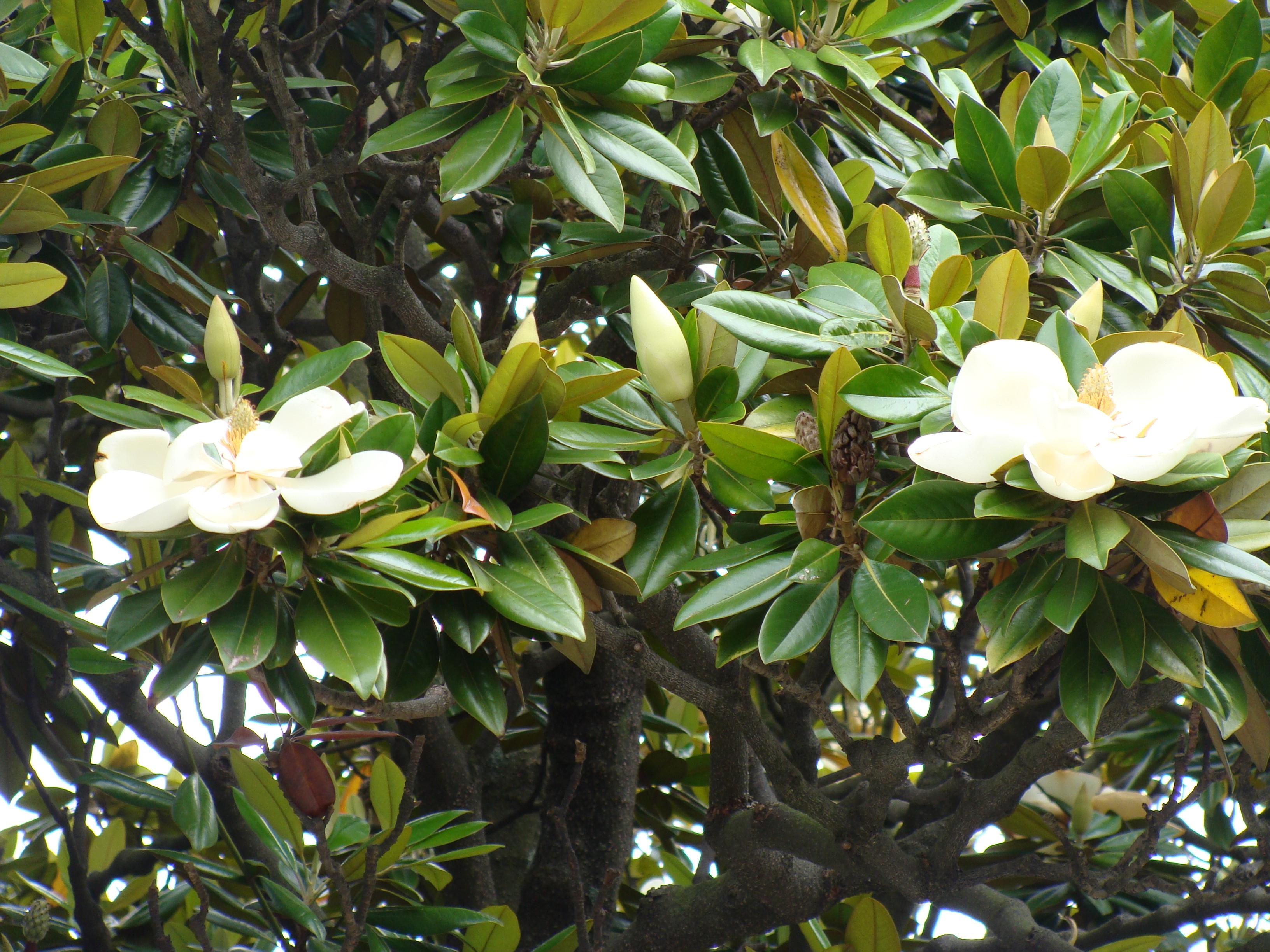 Rbol Magnolio Cuidados Y Cu Ndo Florece Gu A Completa