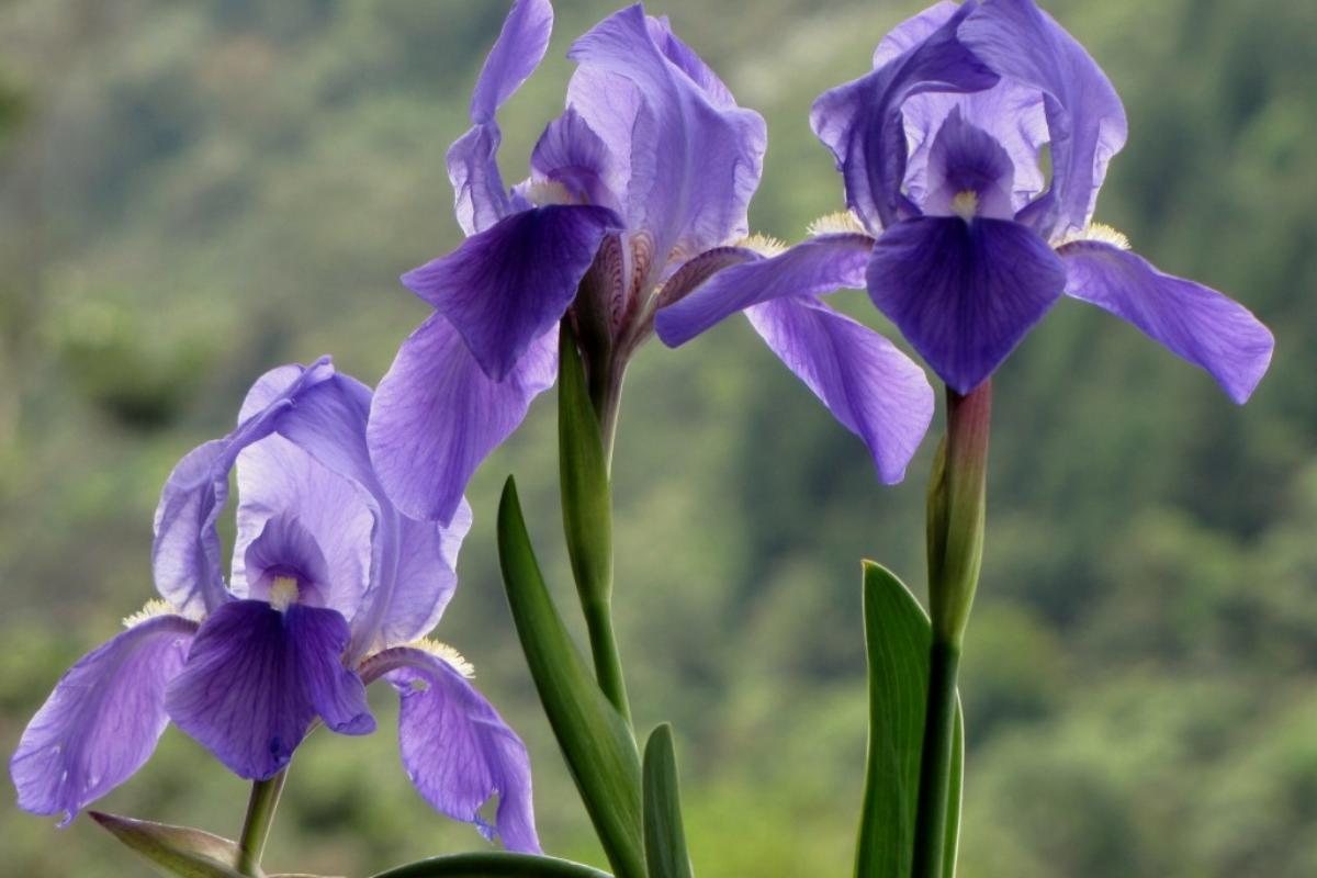 Las 30 flores más bonitas del mundo Nombres y fotos