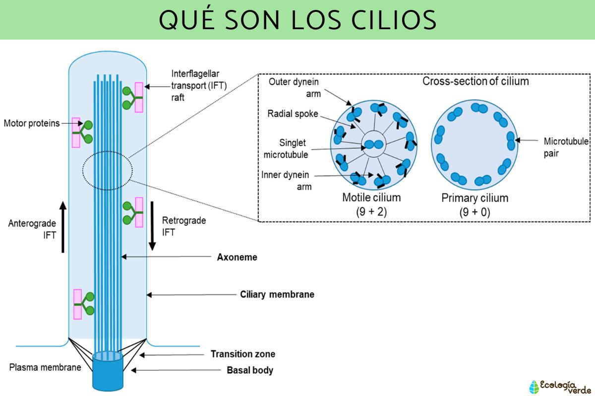 Cilios Y Flagelos Qu Son Funci N Y Estructura Resumen