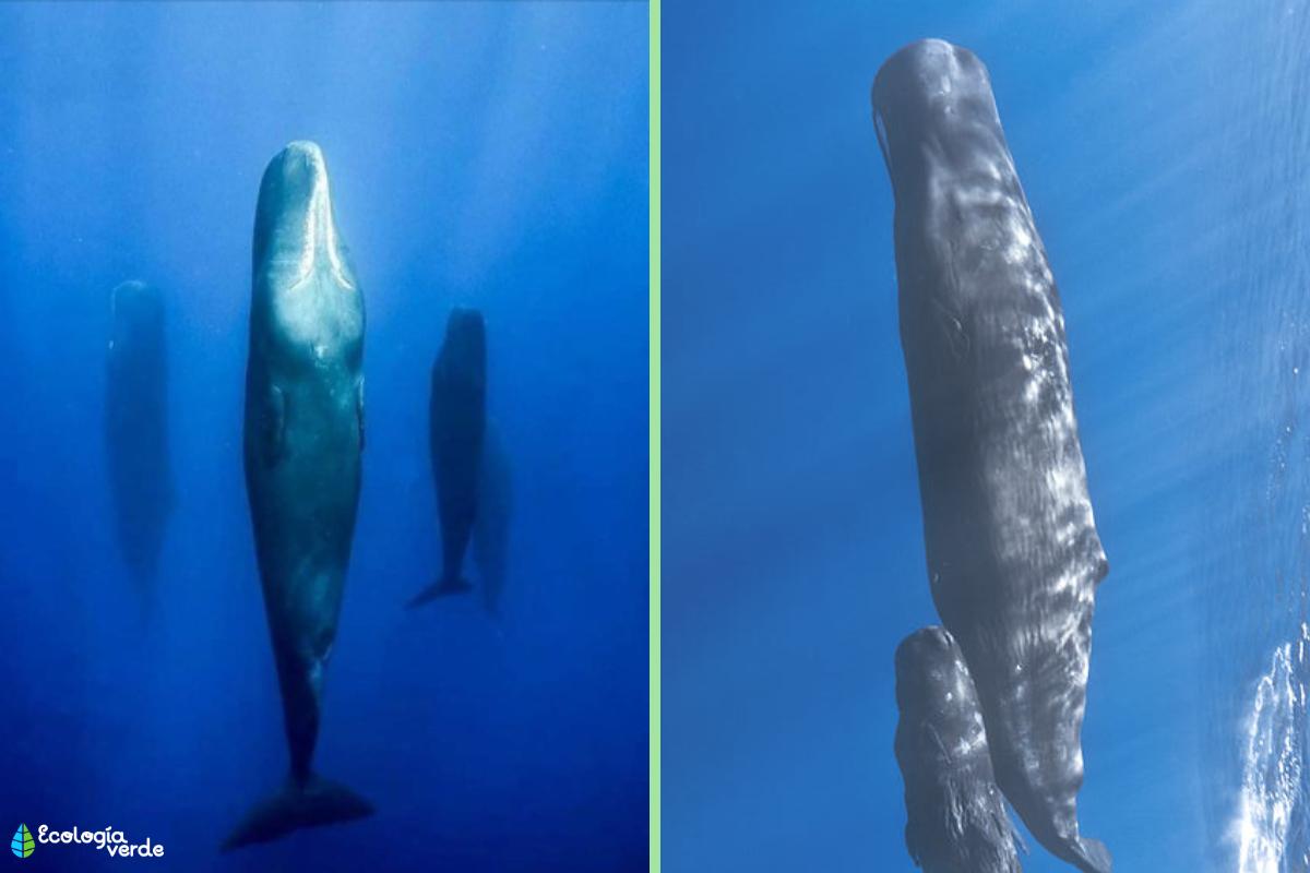 Cómo duermen las ballenas sin ahogarse Conoce su método