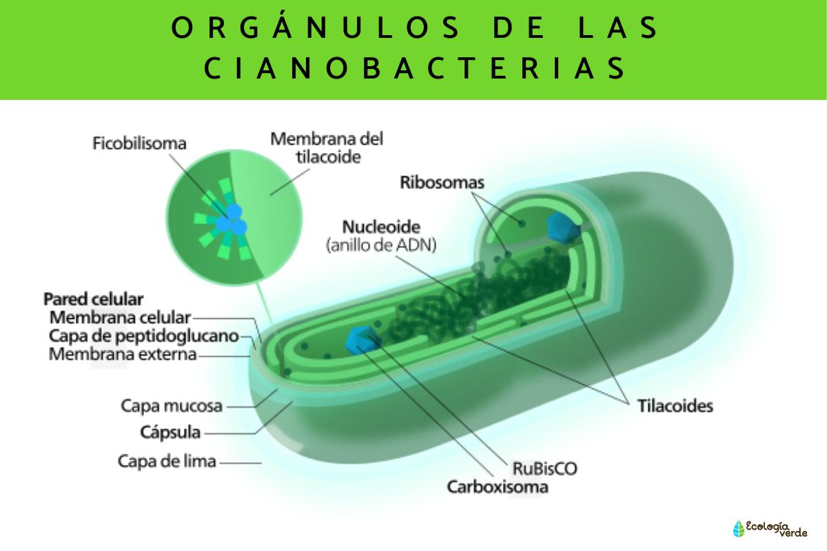 Cianobacterias qué son características y ejemplos Resumen