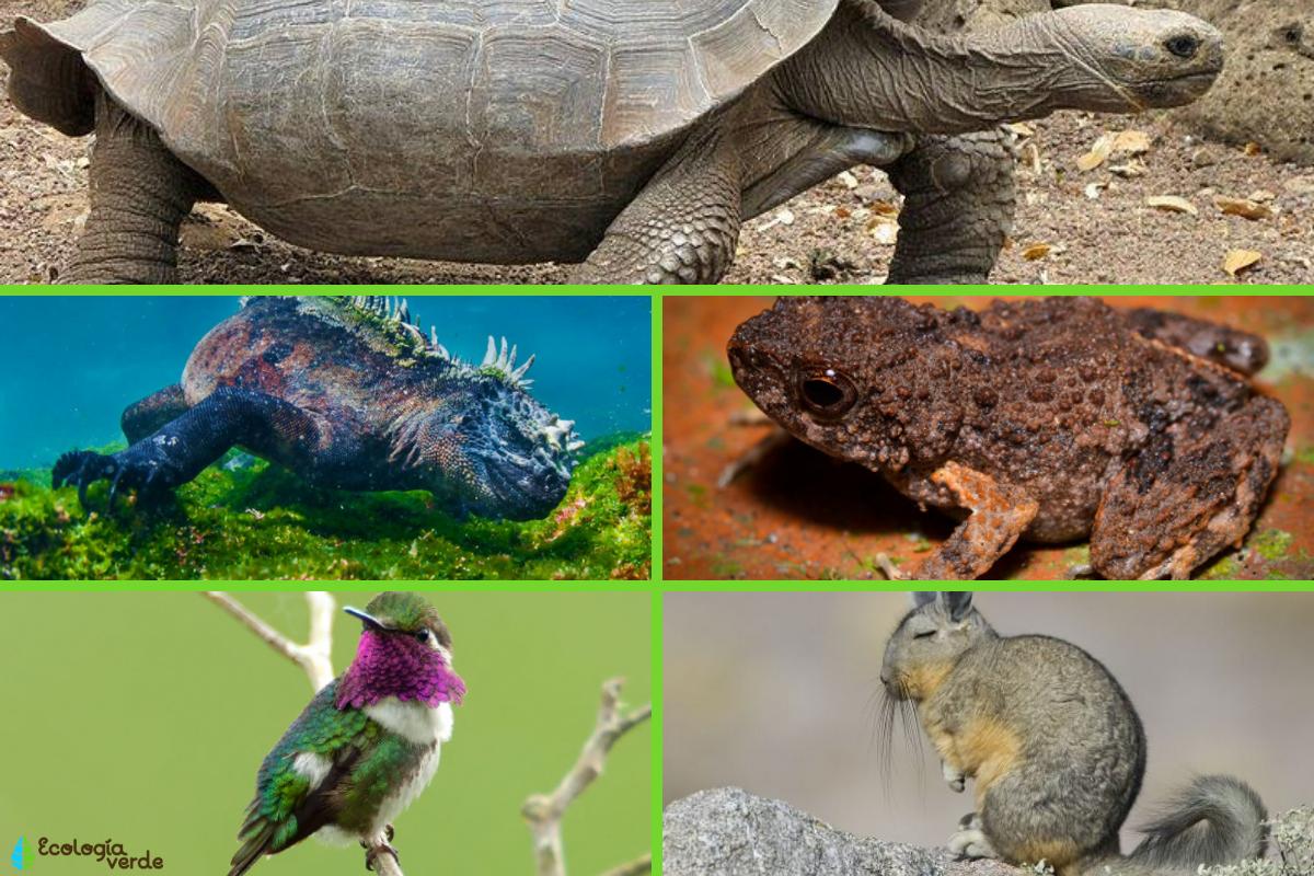 Fauna Y Flora De El Ecuador Fauna Y Flora De Ecuador Porn Sex Picture