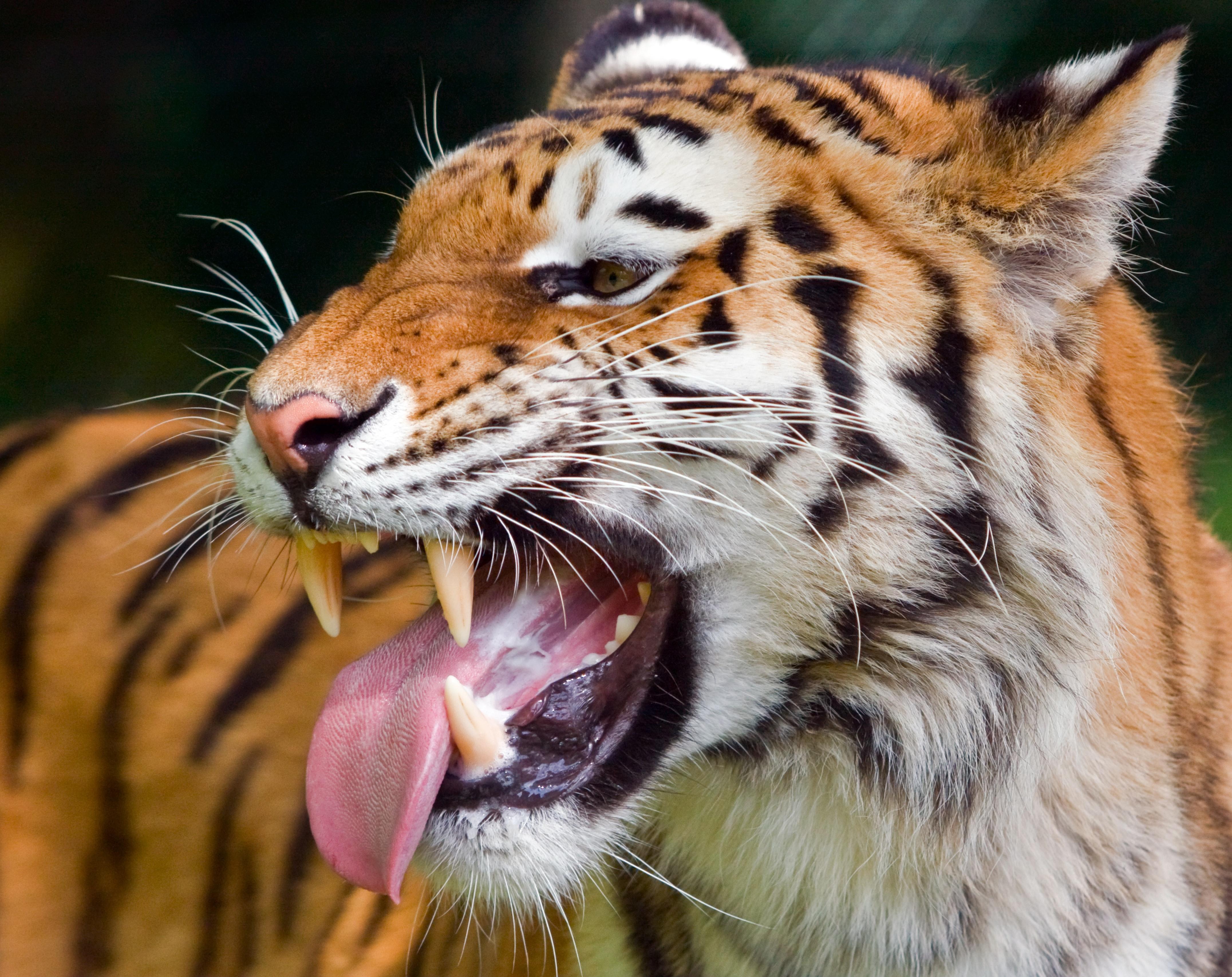 TIPOS de FELINOS sus Características y Ejemplos con FOTOS