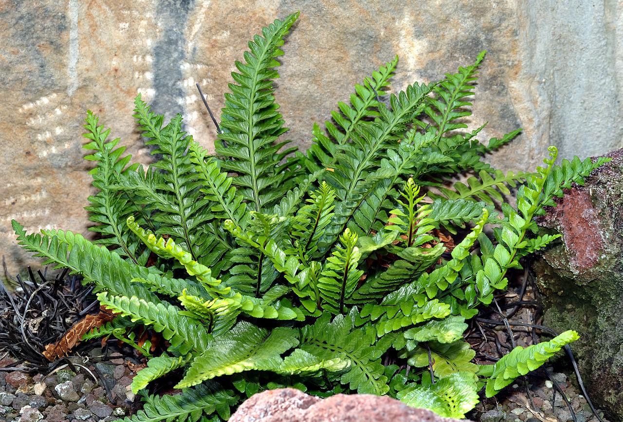 Plantas De Sombra Nombres Y Fotos