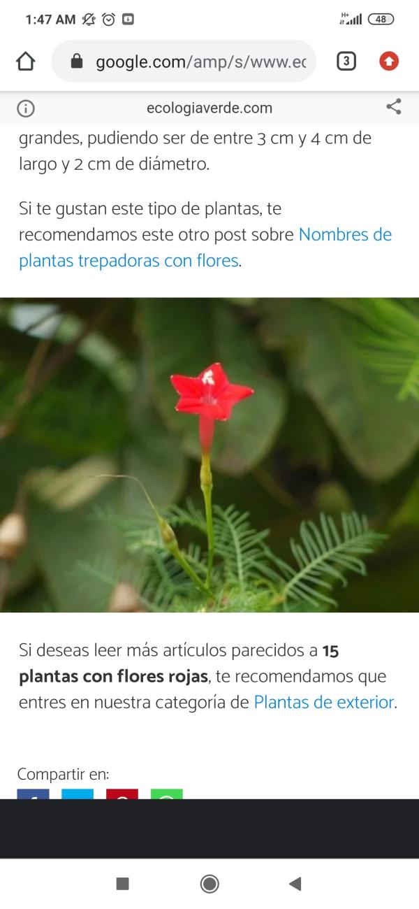 17 Plantas Con Flores Rojas - Nombres Y Fotos