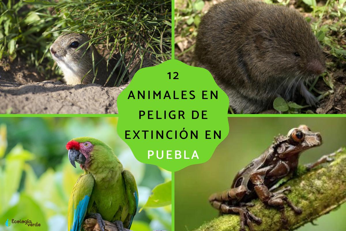 Animales en peligro de extinción en Puebla
