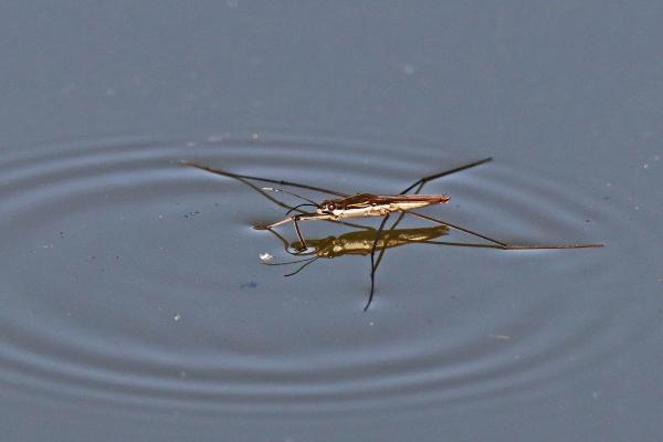 Zapatero de agua - Características del zapatero de agua