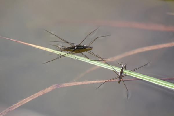 Zapatero de agua - Comportamiento del zapatero de agua 