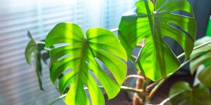 Dónde colocar la monstera en casa para que tenga hojas más grandes y crezca con fuerza