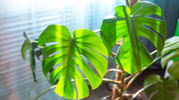 Dónde colocar la monstera en casa para que tenga hojas más grandes y crezca con fuerza