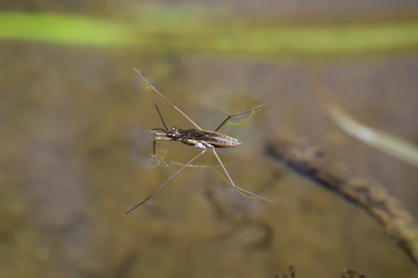 Zapatero de agua - Dónde viven los zapateros de agua