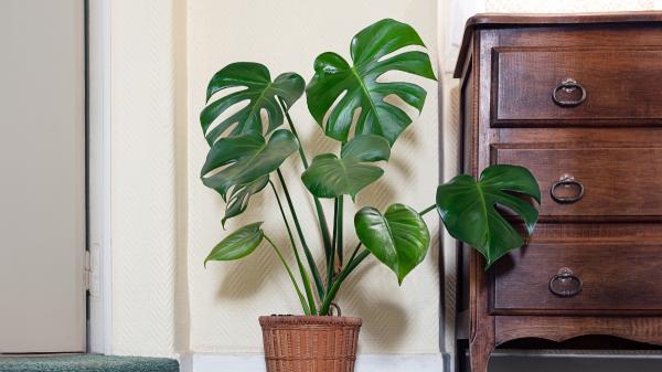 Dónde colocar la monstera en casa para que tenga hojas más grandes y crezca con fuerza - El truco para conseguir hojas más grandes: dejar que la monstera trepe