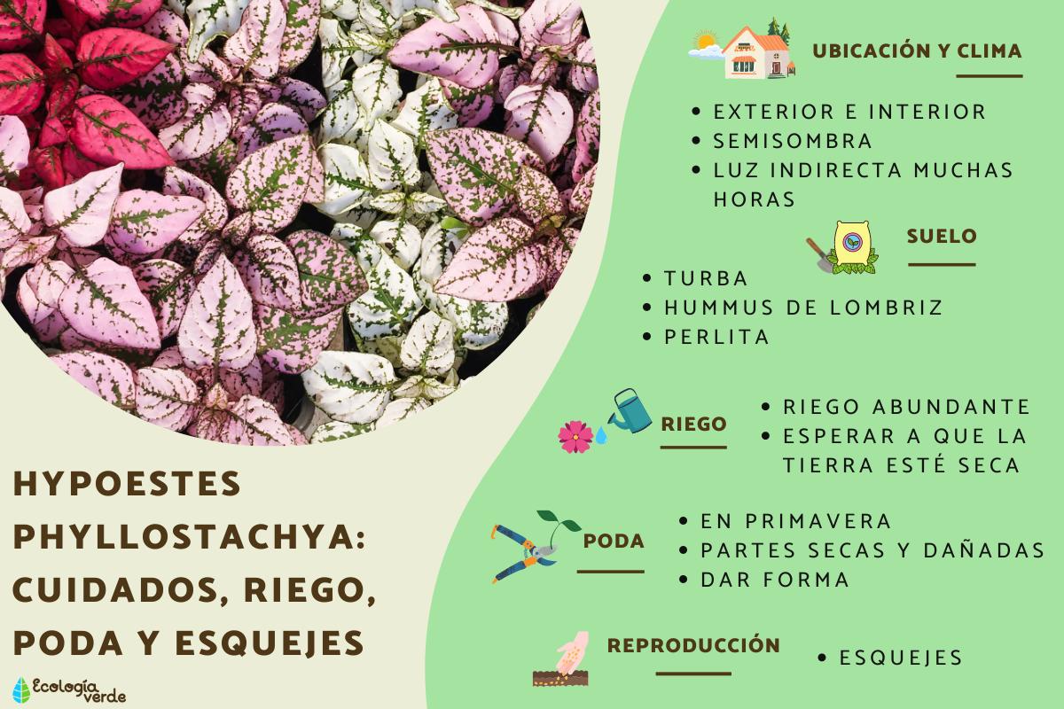Hypoestes phyllostachya: cuidados, riego, poda y esquejes