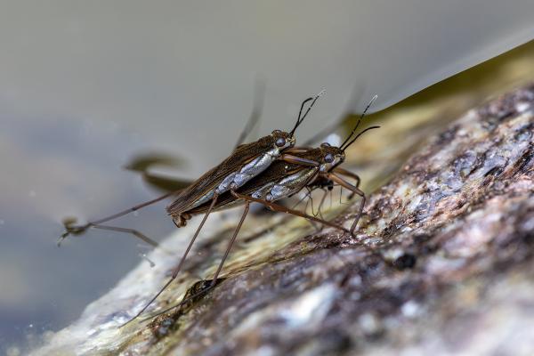 Zapatero de agua - Reproducción del zapatero de agua 