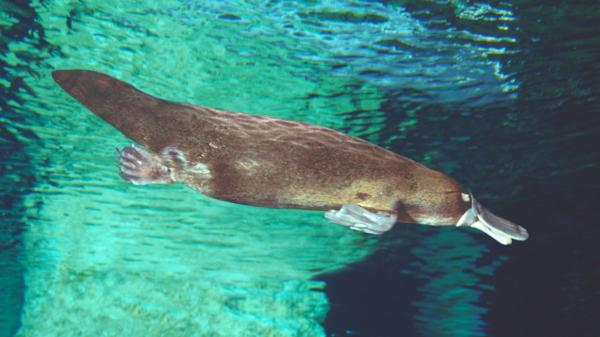 El ornitorrinco vuelve a desafiar a la ciencia: su pelo tiene una estructura que hasta ahora solo se había encontrado en las aves