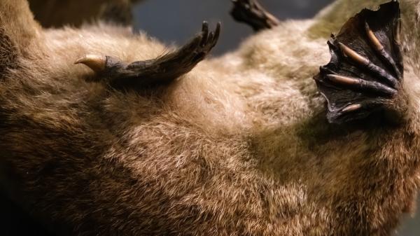 El ornitorrinco vuelve a desafiar a la ciencia: su pelo tiene una estructura que hasta ahora solo se había encontrado en las aves - El pelo del ornitorrinco esconde unos melanosomas muy poco comunes