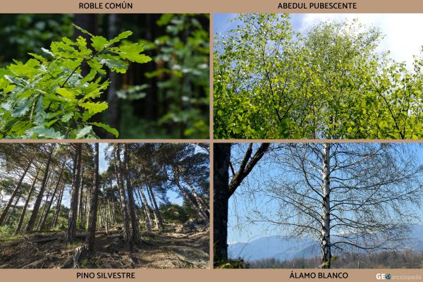 Río Volga - Flora y fauna del río Volga