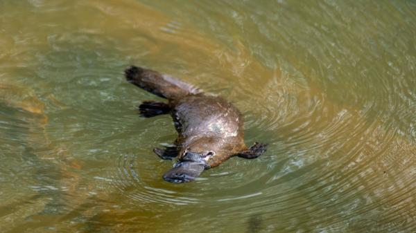 El ornitorrinco vuelve a desafiar a la ciencia: su pelo tiene una estructura que hasta ahora solo se había encontrado en las aves - Los científicos todavía no saben para qué sirven estas estructuras