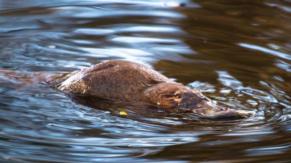 El ornitorrinco vuelve a desafiar a la ciencia: su pelo tiene una estructura que hasta ahora solo se había encontrado en las aves - Un hallazgo que no aparece en otros mamíferos