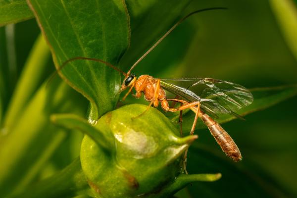 Depredadores de la procesionaria del pino - Avispas de Darwin (familia Ichneumonidae)