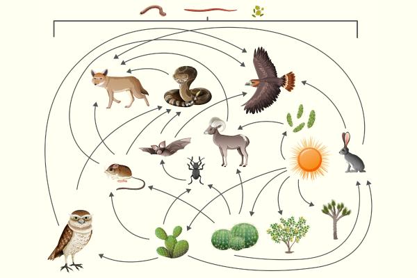 Flujo de energía en los ecosistemas: qué es, características y ejemplos - Características el flujo de energía en los ecosistemas