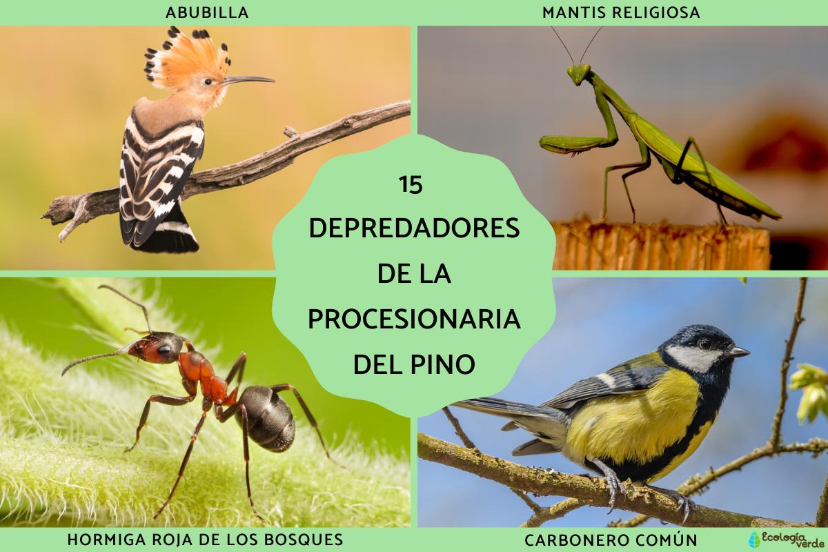 Depredadores de la procesionaria del pino