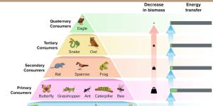 Flujo de energía en los ecosistemas: qué es, características y ejemplos