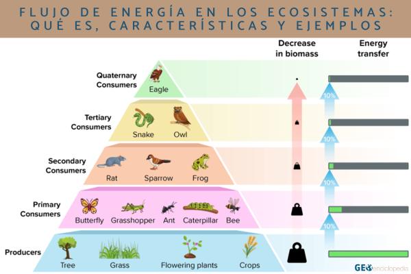Flujo de energía en los ecosistemas: qué es, características y ejemplos