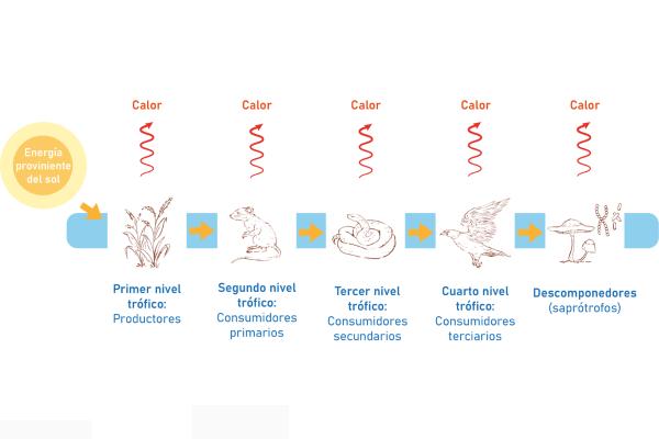 Flujo de energía en los ecosistemas: qué es, características y ejemplos - Qué es el flujo de energía en los ecosistemas y cómo funciona