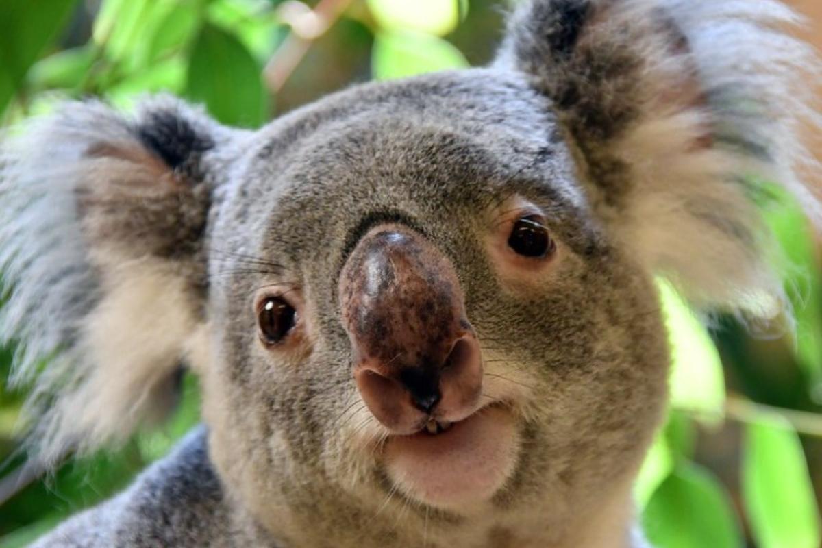¿El koala está en peligro de extinción?