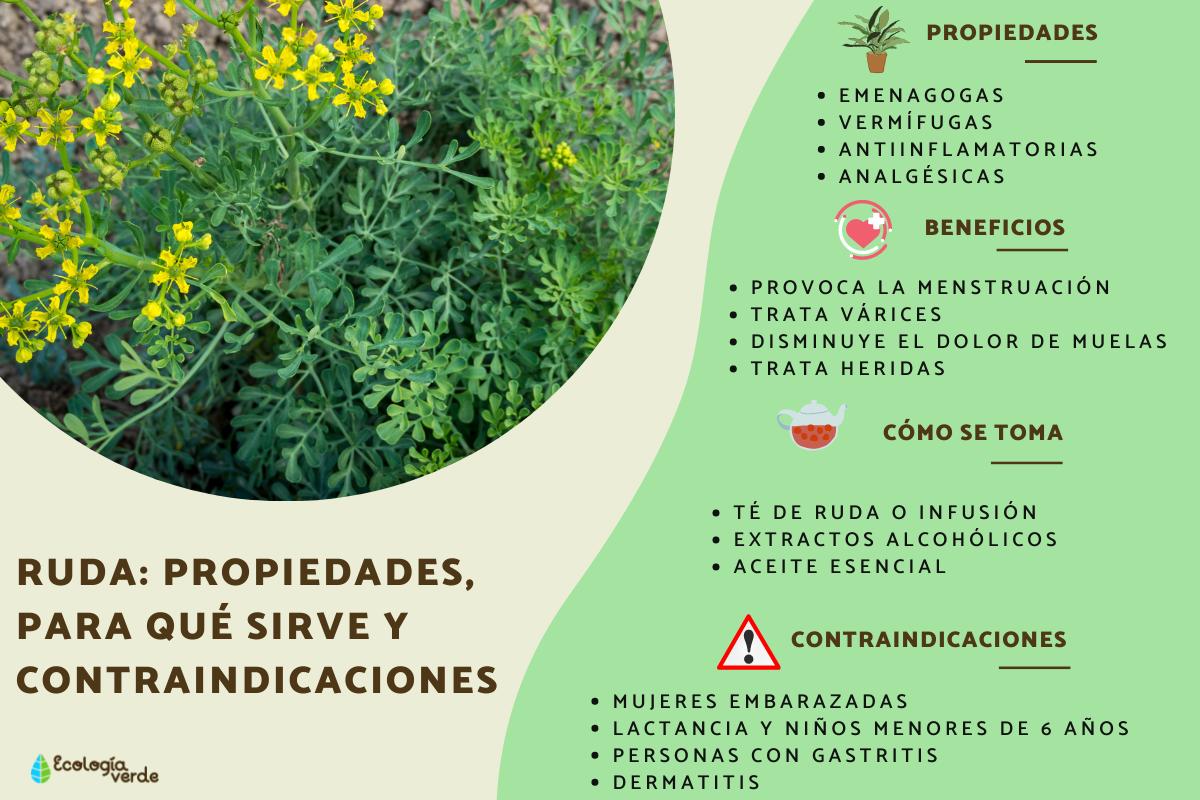 Ruda: propiedades, para qué sirve y contraindicaciones