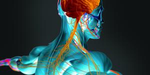 Sistema nervioso: qué es, tipos y partes