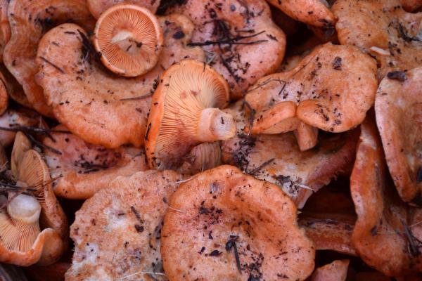 Tipos de níscalos - Lactarius deliciosus