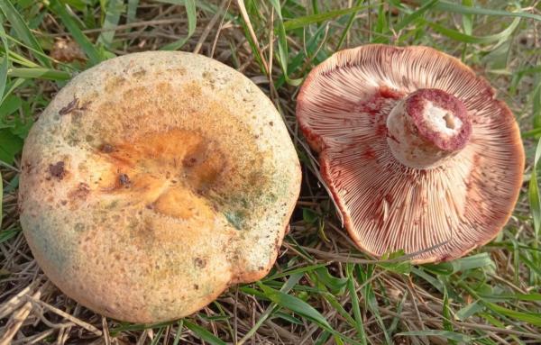 Tipos de níscalos - Lactarius sanguifluus