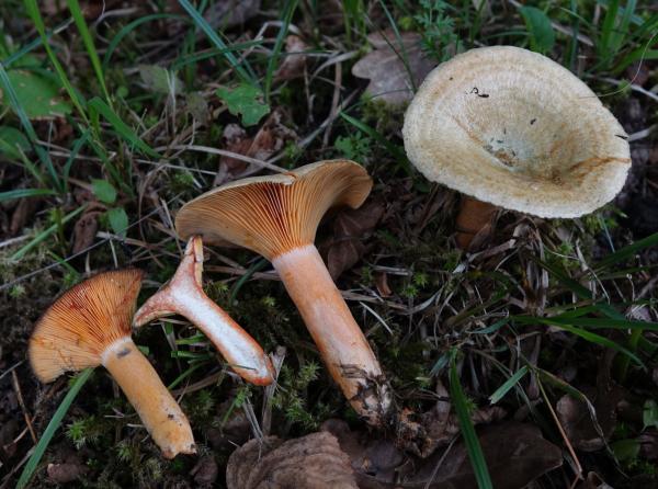 Tipos de níscalos - Lactarius semisanguifluus